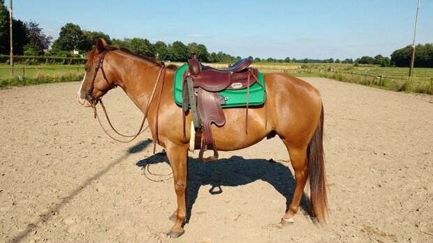 Freemax Short - Burioni Sympanova