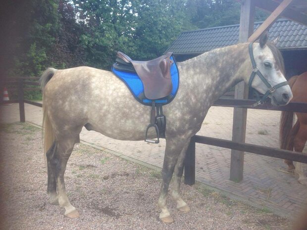 Ghost - Burioni Sympanova